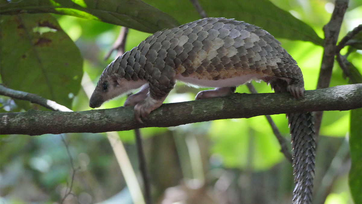 Pangolin