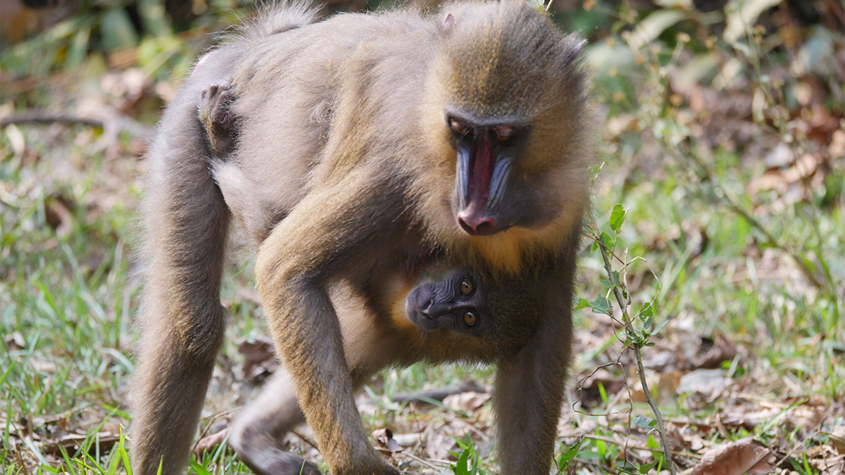 Mandrill